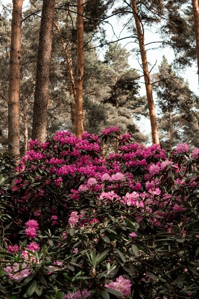 Rhododendron Bio-Honig_Rhododendron