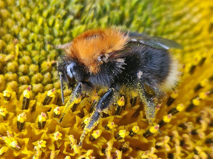 Pollen-Bienen