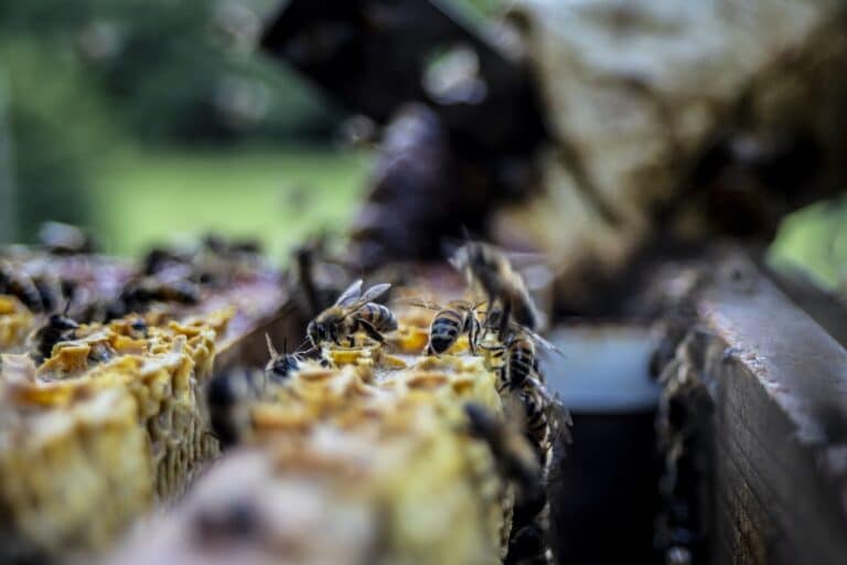 beekeeper_apitherapie